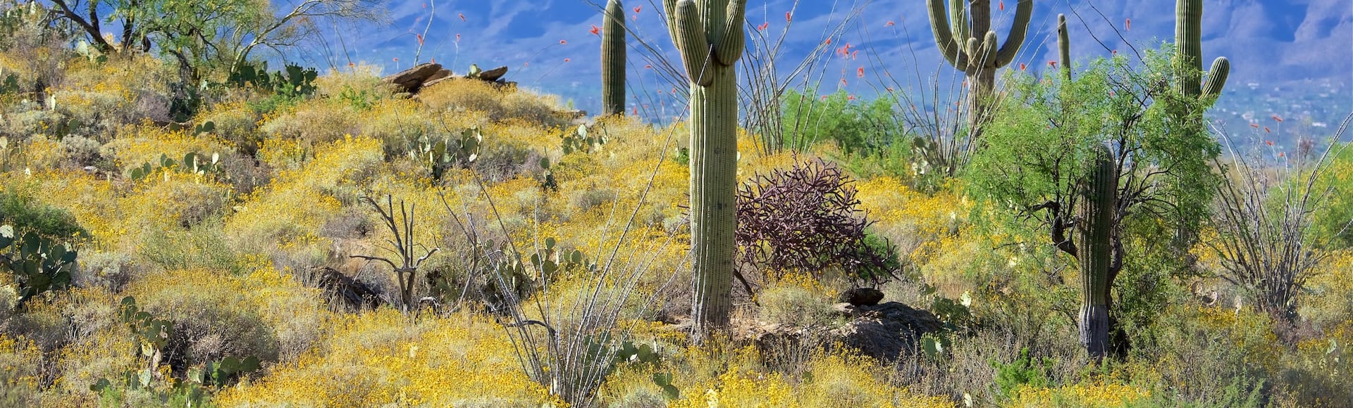 Top house rentals in Tucson Arizona Vrbo
