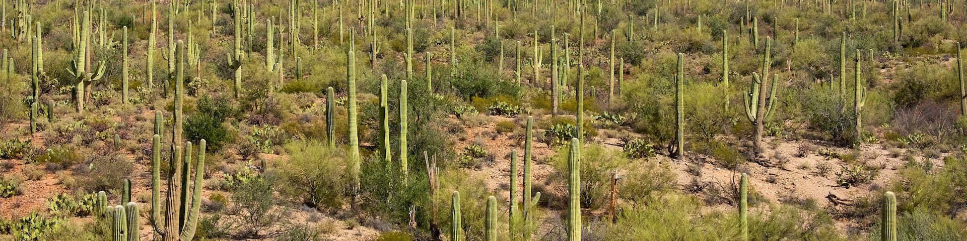 Saguaro National Park featuring desert views and mountains