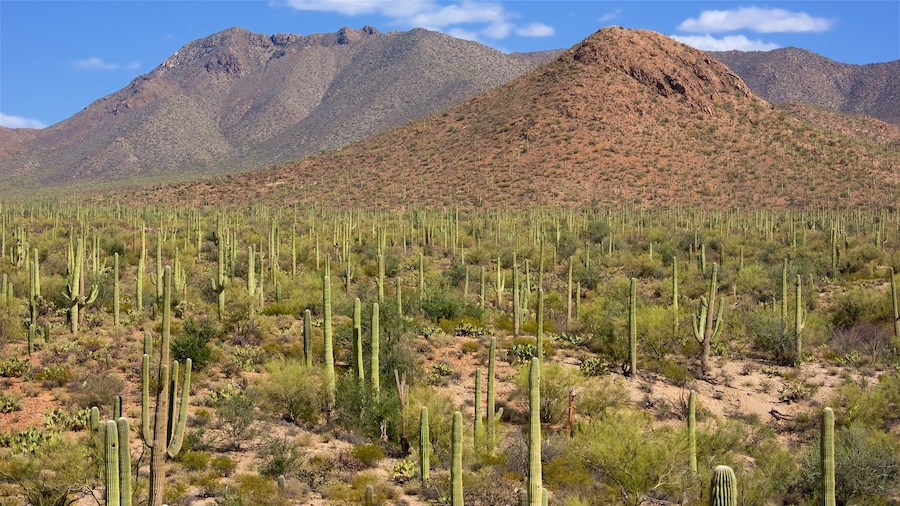 Saguaro National Park