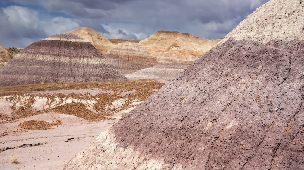 Petrified Forest National Park featuring tranquil scenes and desert views