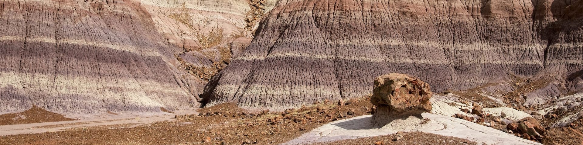 Parc national Petrified Forest montrant scènes tranquilles et vues du désert