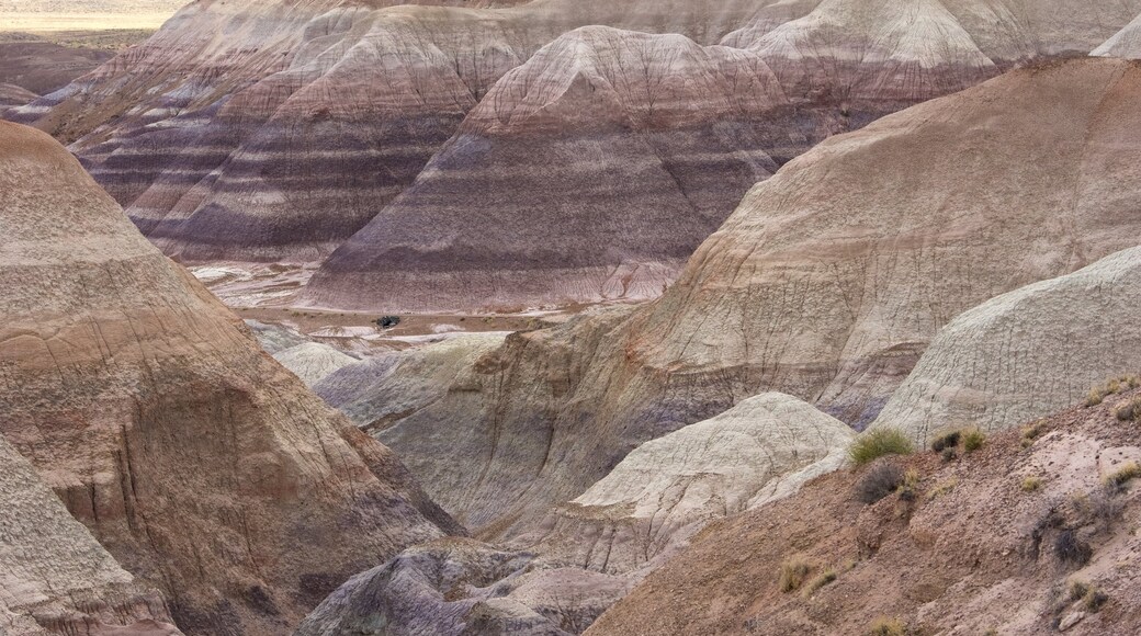 Petrified Forest National Park showing tranquil scenes and desert views