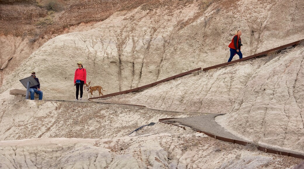 Petrified Forest National Park featuring desert views and tranquil scenes as well as a small group of people