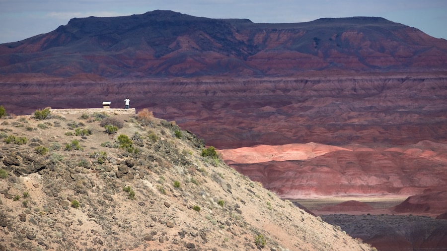 Petrified Forest National Park mostrando vistas, paisajes desérticos y situaciones tranquilas