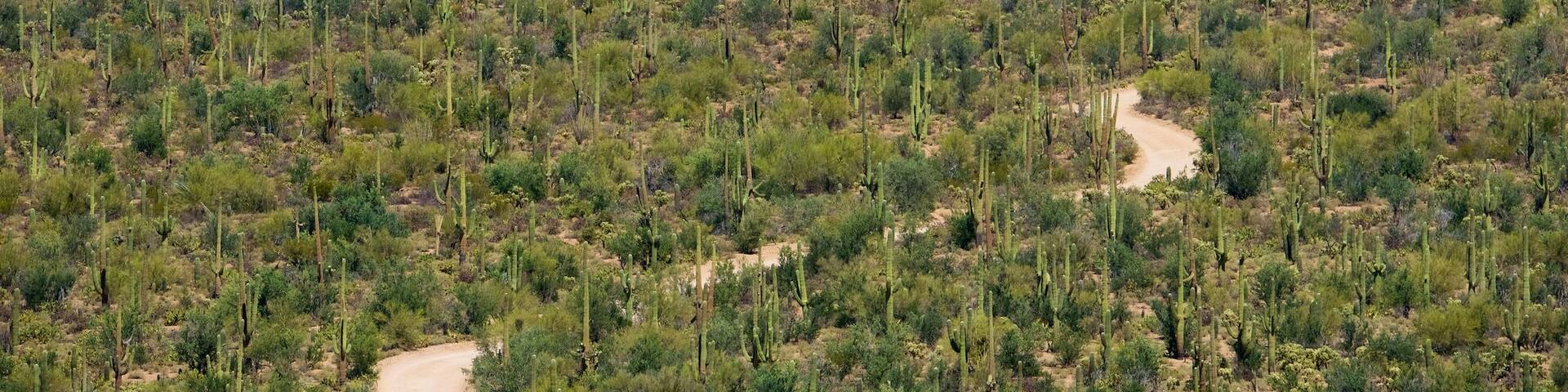 Tucson que incluye montañas, vistas al desierto y escenas tranquilas