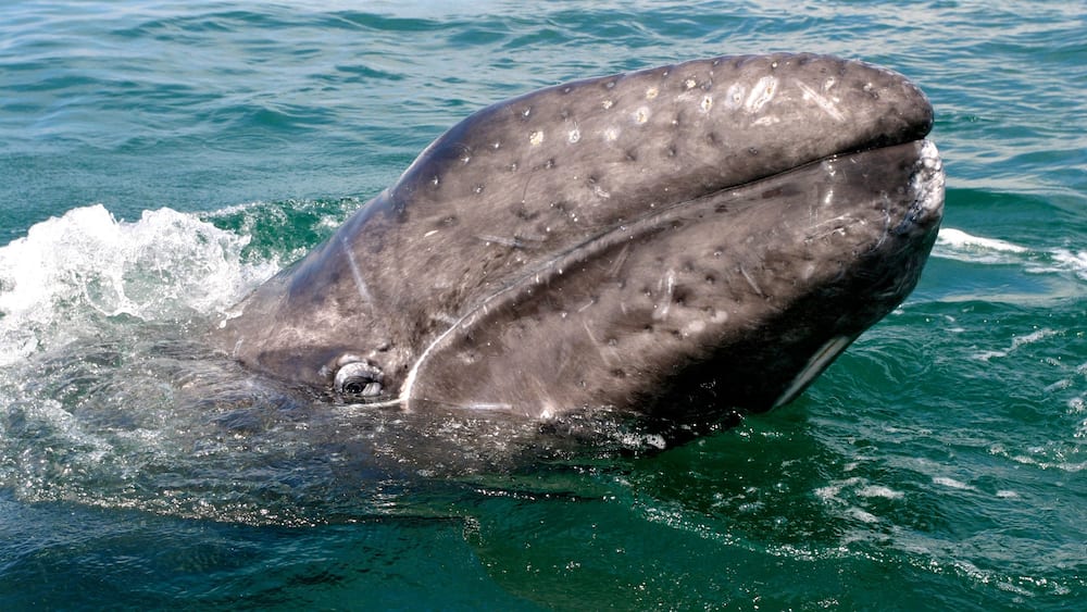 Mexico which includes marine life