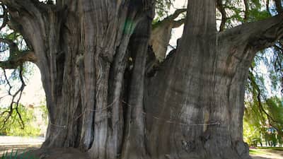 サンタ マリア アツォンパ観光ガイド 定番人気スポットを参考に自分にピッタリの観光プランを立てよう エクスペディア サンタ マリア アツォンパ観光ガイド 定番人気スポットを参考に自分にピッタリの観光プランを立てよう エクスペディア