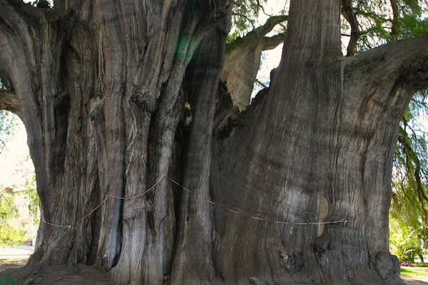 Mexico featuring a garden