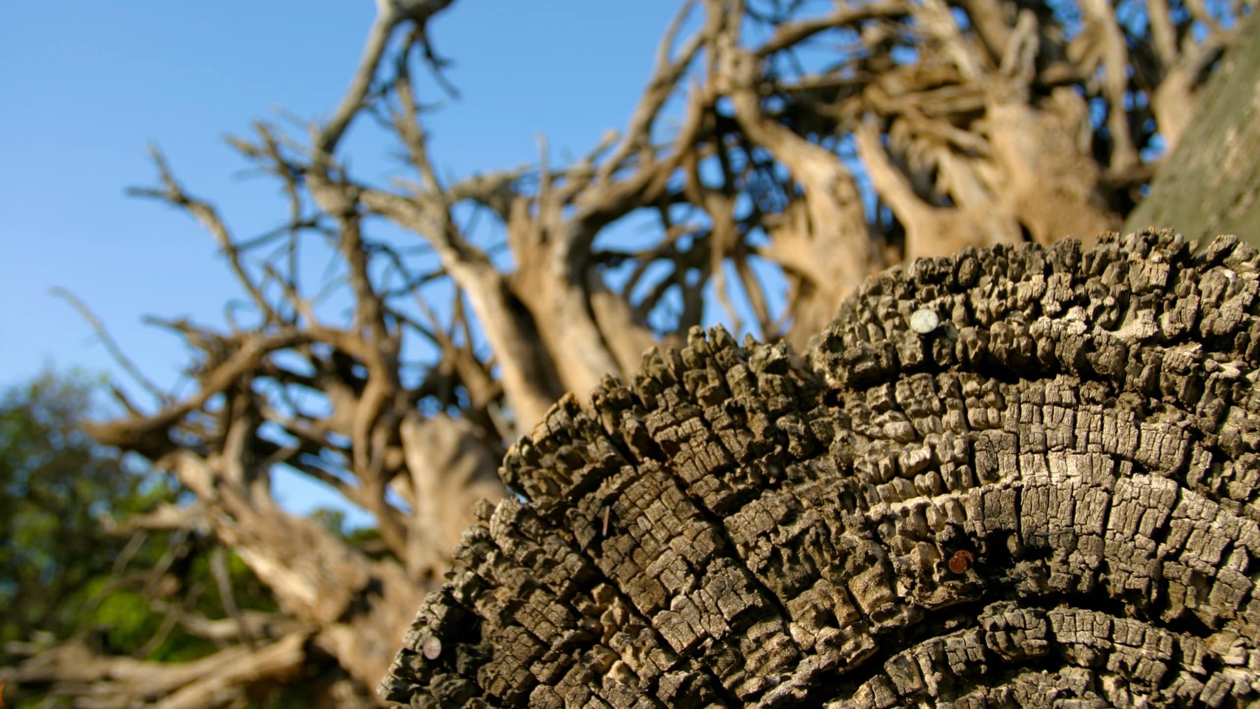 California Wine Country