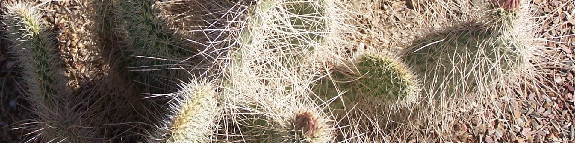 Casa Grande Ruins National Monument featuring flowers