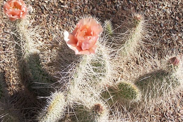 Casa Grande Ruins National Monument featuring flowers