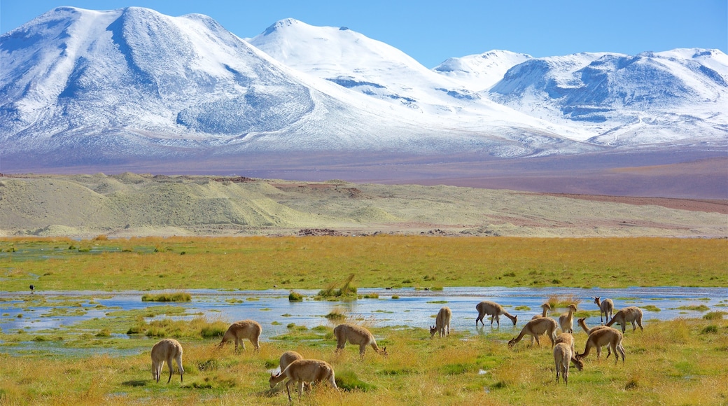 Chile mostrando animales terrestres, un lago o laguna y vistas panorámicas