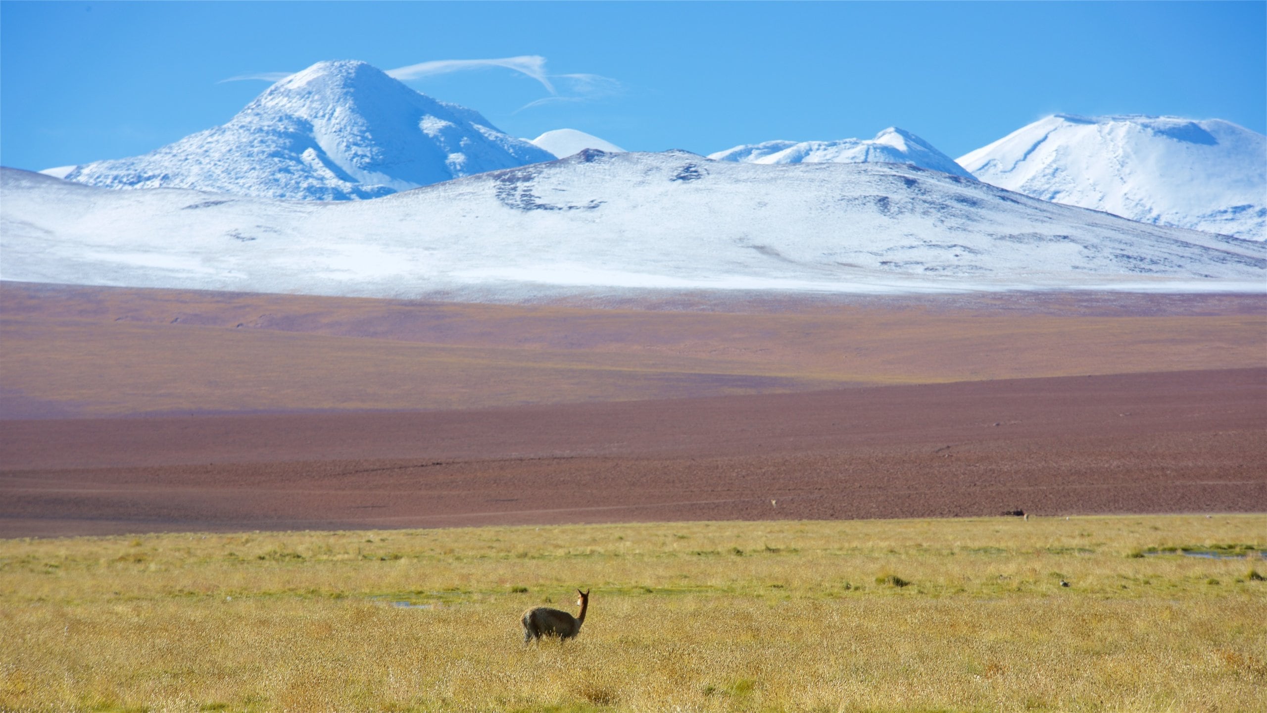 Things to Do in Antofagasta in 2024 | Expedia