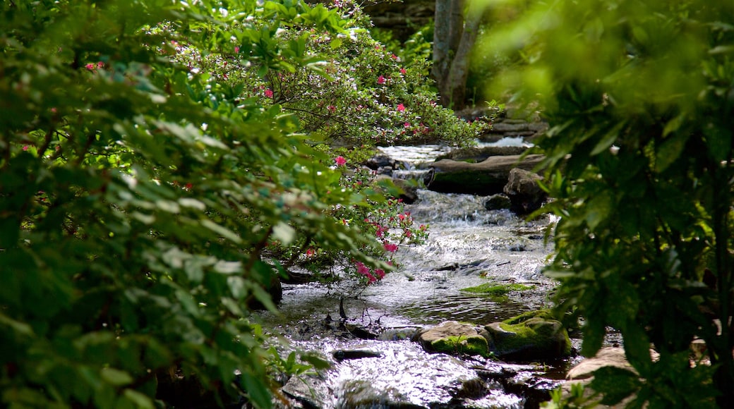 Botanische tuinen en Kunstmuseum van Cheekwood toont een rivier of beek en wilde bloemen