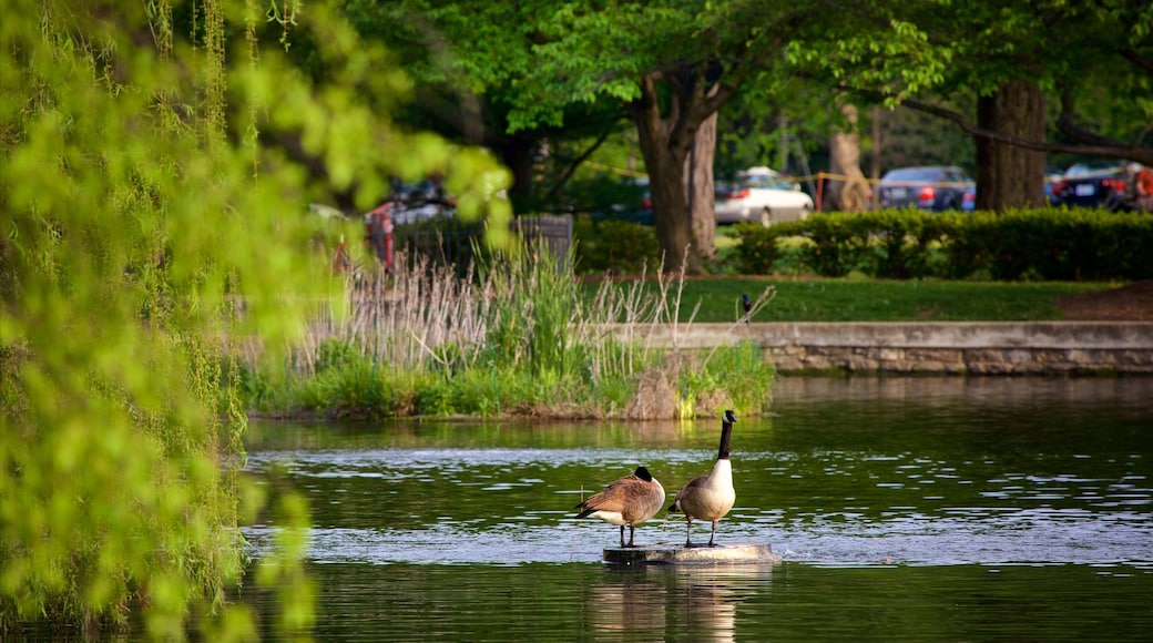 Centennial Park ofreciendo un estanque, aves y un parque