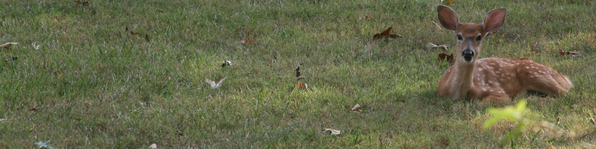 Mammoth Cave National Park