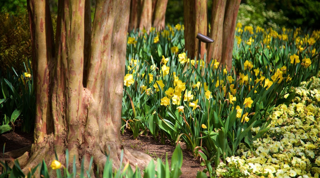 Botanische tuinen en Kunstmuseum van Cheekwood toont wilde bloemen