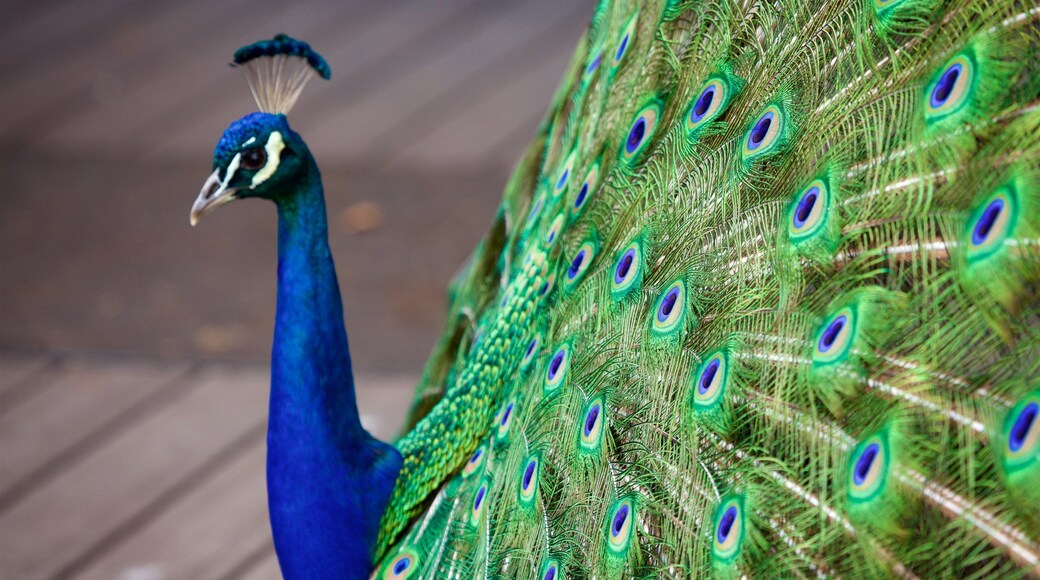 Zoo di Cincinnati  e Giardini botanici caratteristiche di volatili