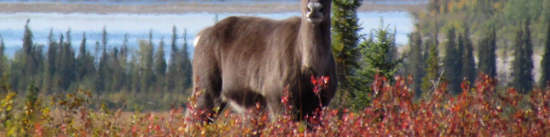 Kobuk Valley National Park