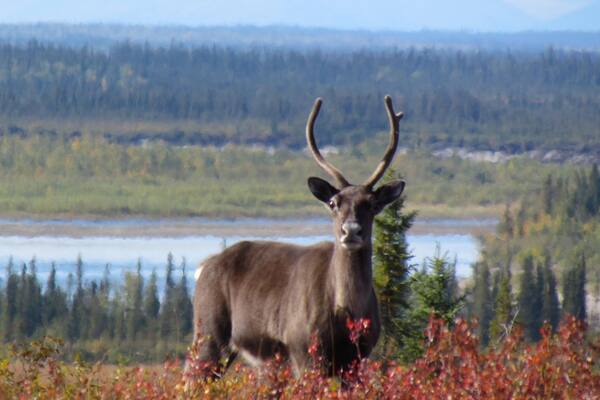 Kobuk Valley National Park