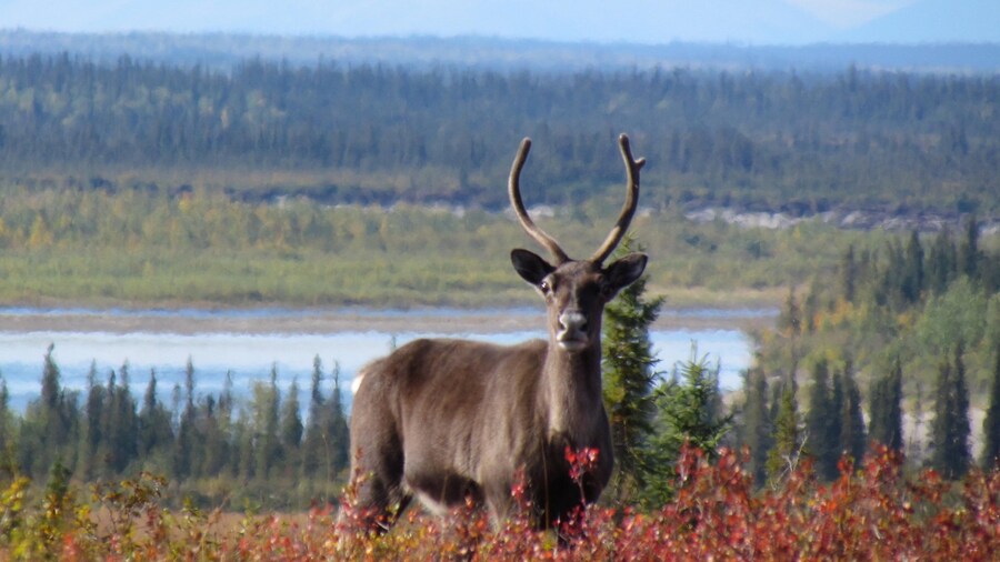 Parque Nacional Kobuk Valley