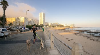 Sea Point ofreciendo una playa, animales domésticos y litoral accidentado