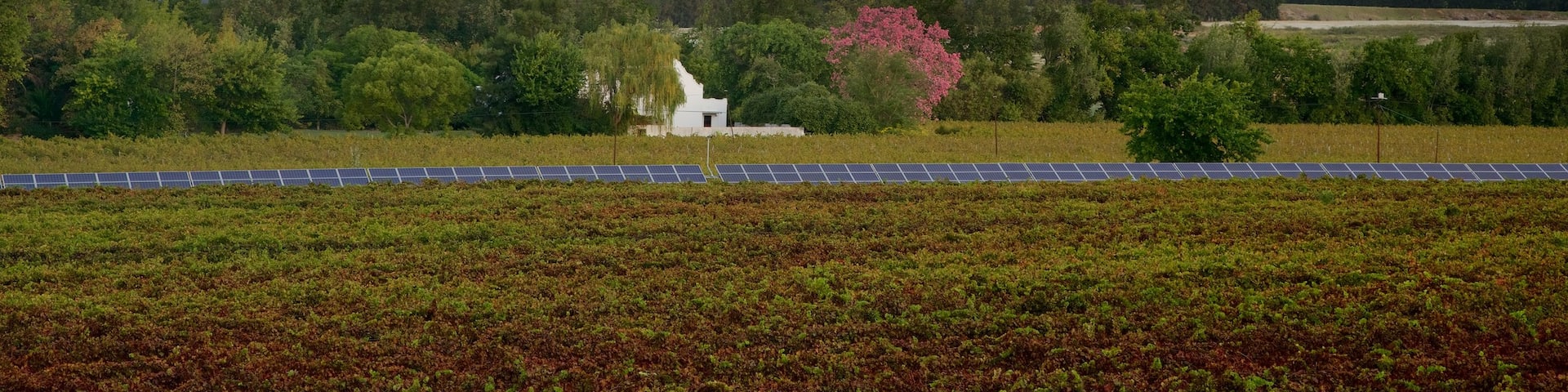 Simondium, Franschhoek, Western Cape, South Africa