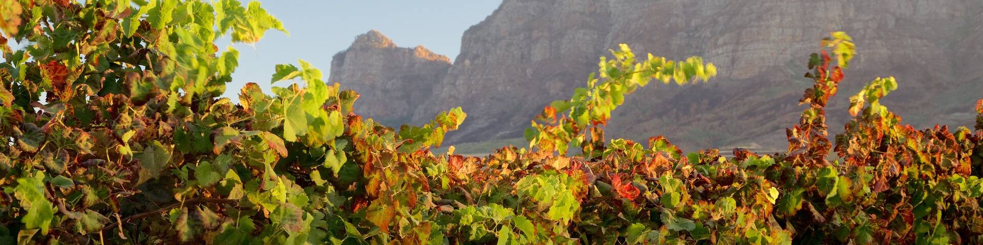 Vrede en Lust Winery