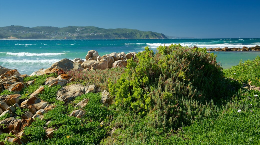 Pantai Buffalo Bay