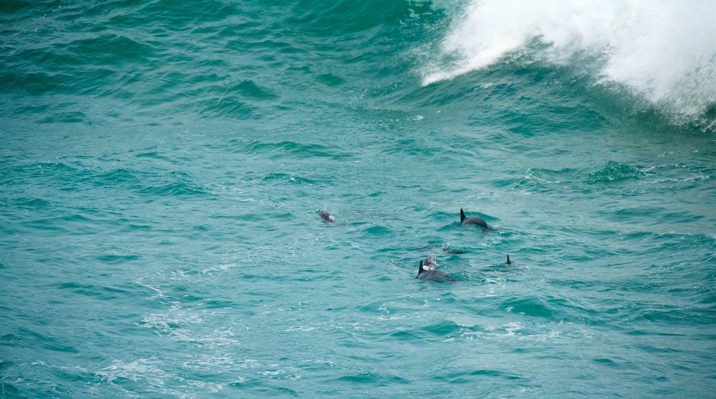 Cape St Blaize Cave qui includes vagues et vie marine