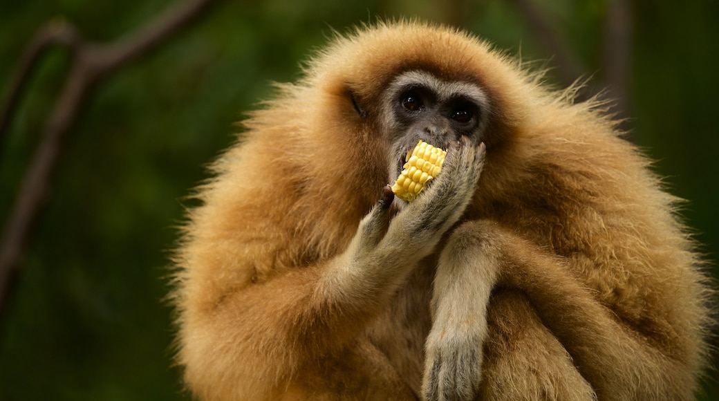 Monkeyland mostrando animali domestici