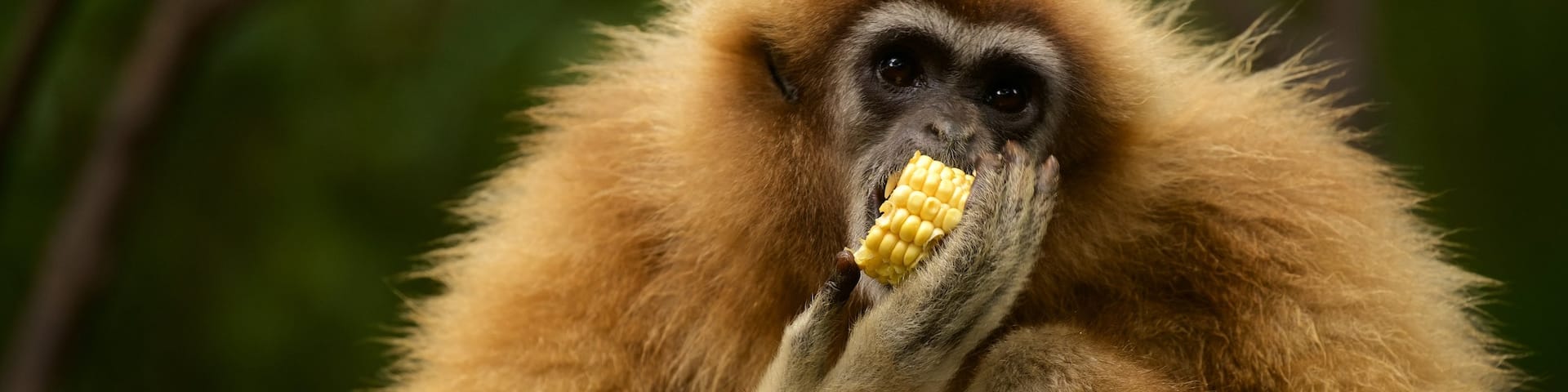 Monkeyland showing cuddly or friendly animals