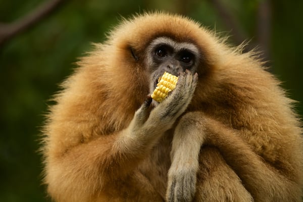 モンキーランド どの含み フレンドリーな動物