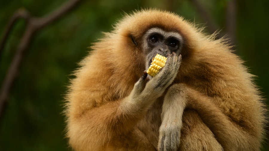 Monkeyland which includes cuddly or friendly animals