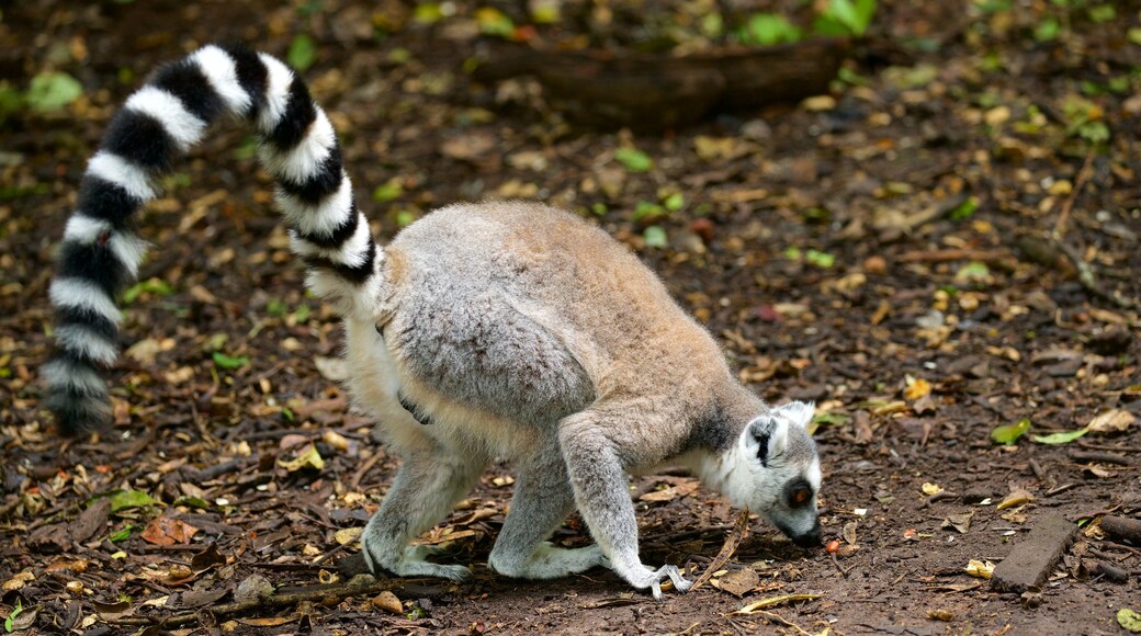 Monkeyland mostrando animales tiernos