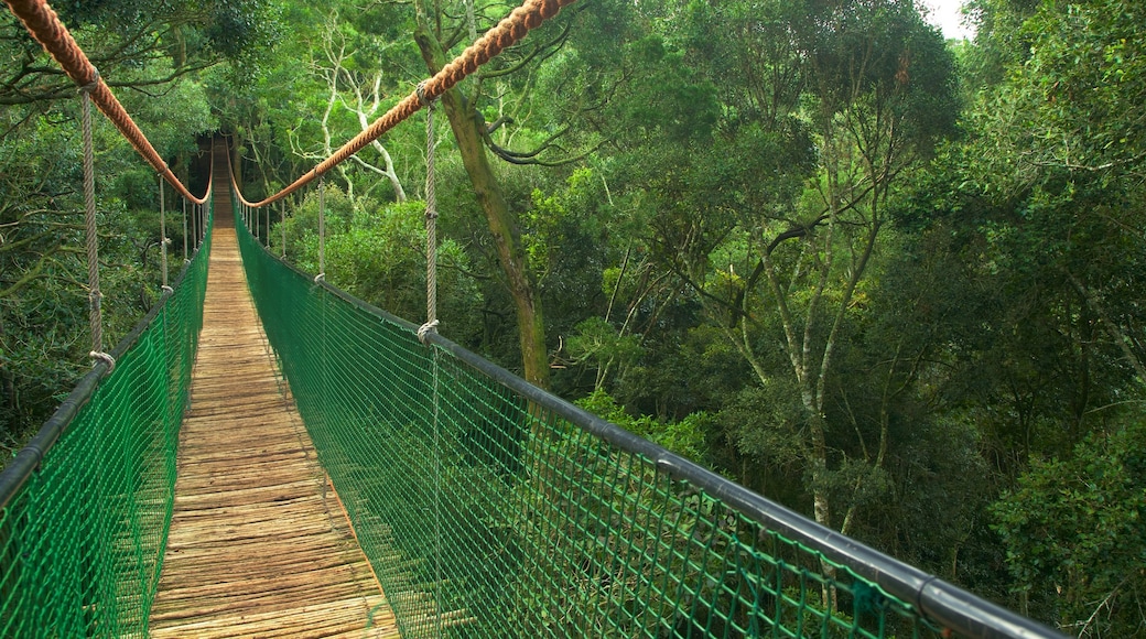 Monkeyland which includes a bridge