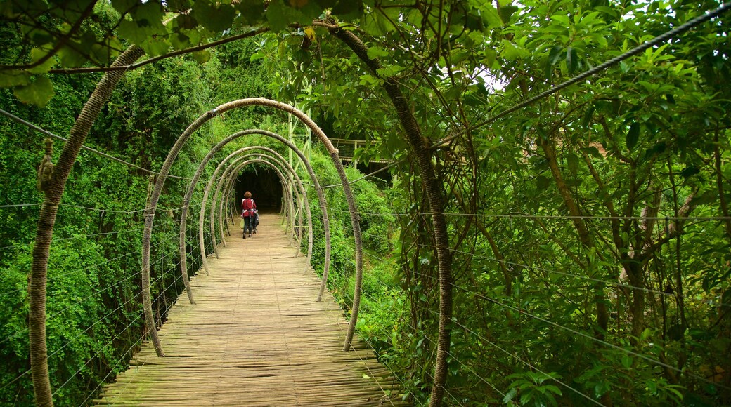 Birds of Eden showing a bridge