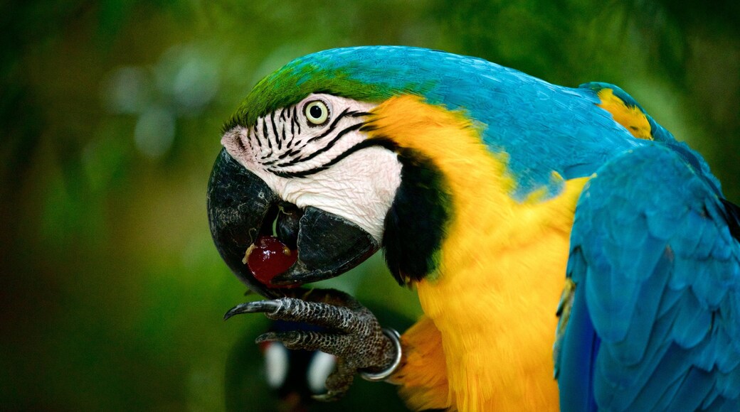 Birds of Eden ofreciendo vida de las aves