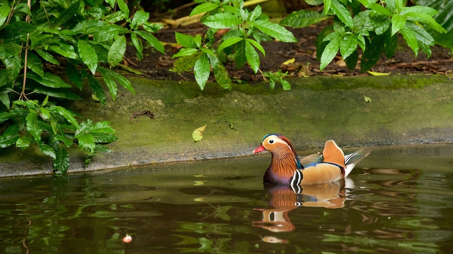 Birds of Eden which includes bird life