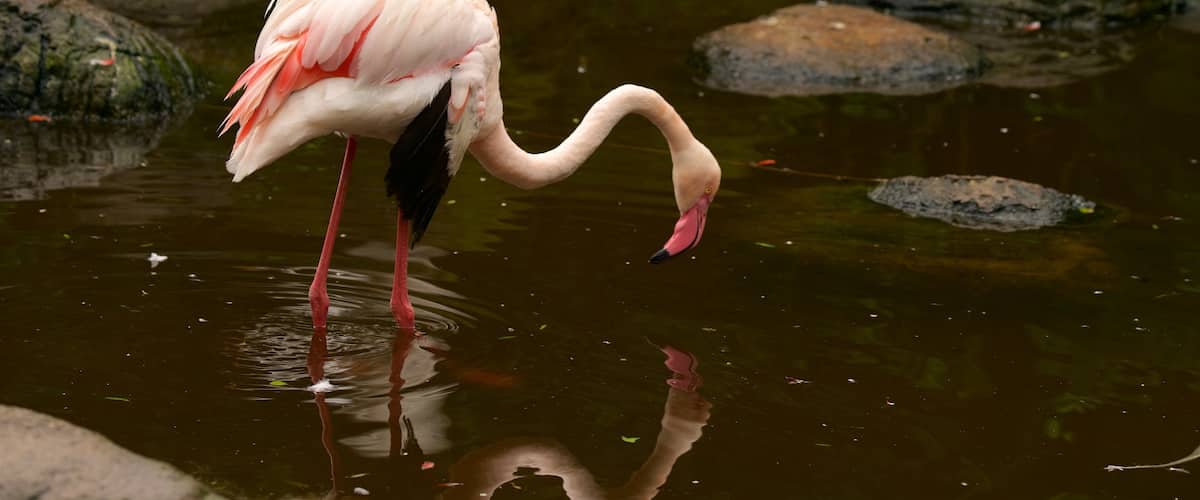 Birds of Eden mostrando vida de las aves