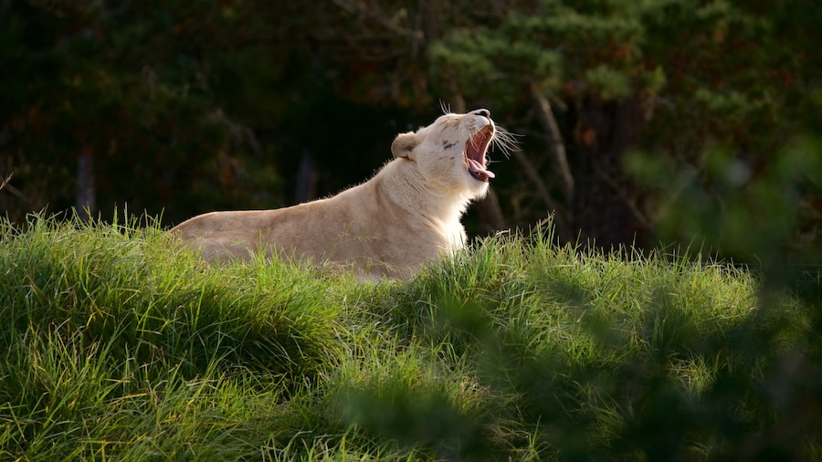 Jukani Wildlife Park
