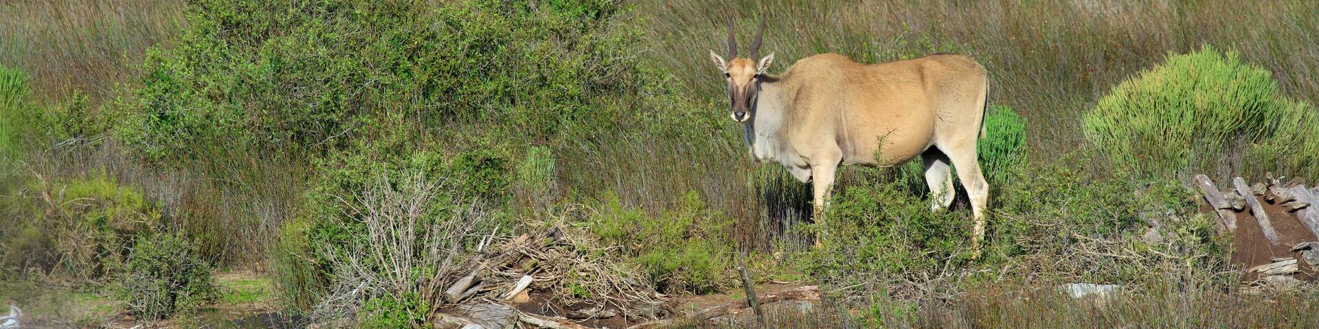 Parc national de West Coast mettant en vedette animaux domestiques ou inoffensifs