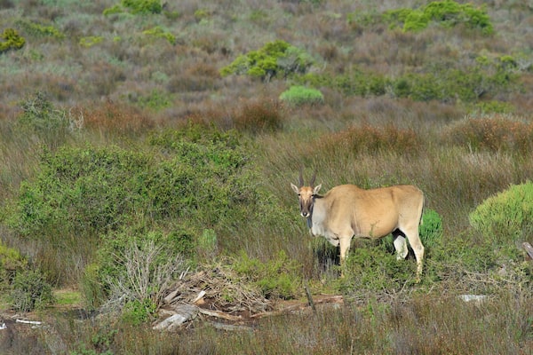 Parc national de West Coast mettant en vedette animaux domestiques ou inoffensifs