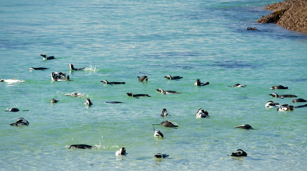 Boulders Beach que incluye vida marina