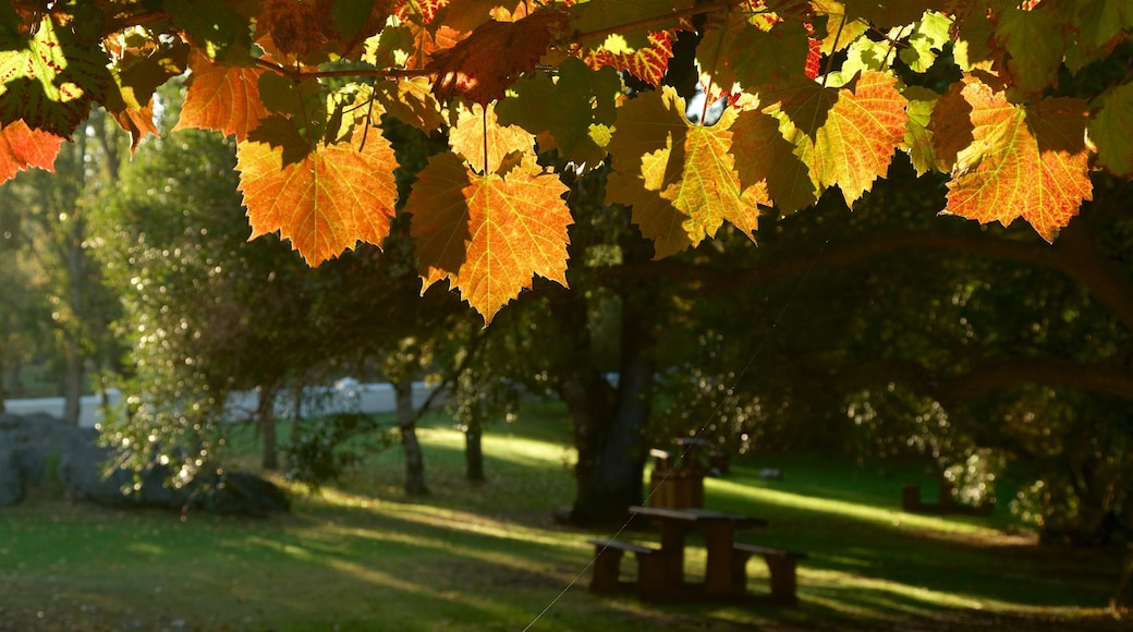 Spier Wine Estate which includes autumn leaves