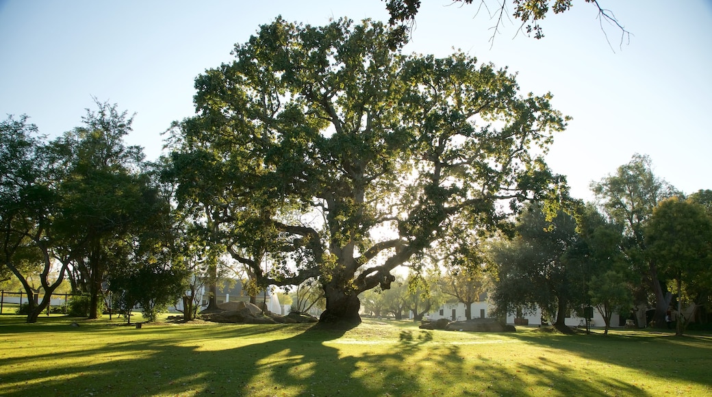 Finca vinícola de Spier