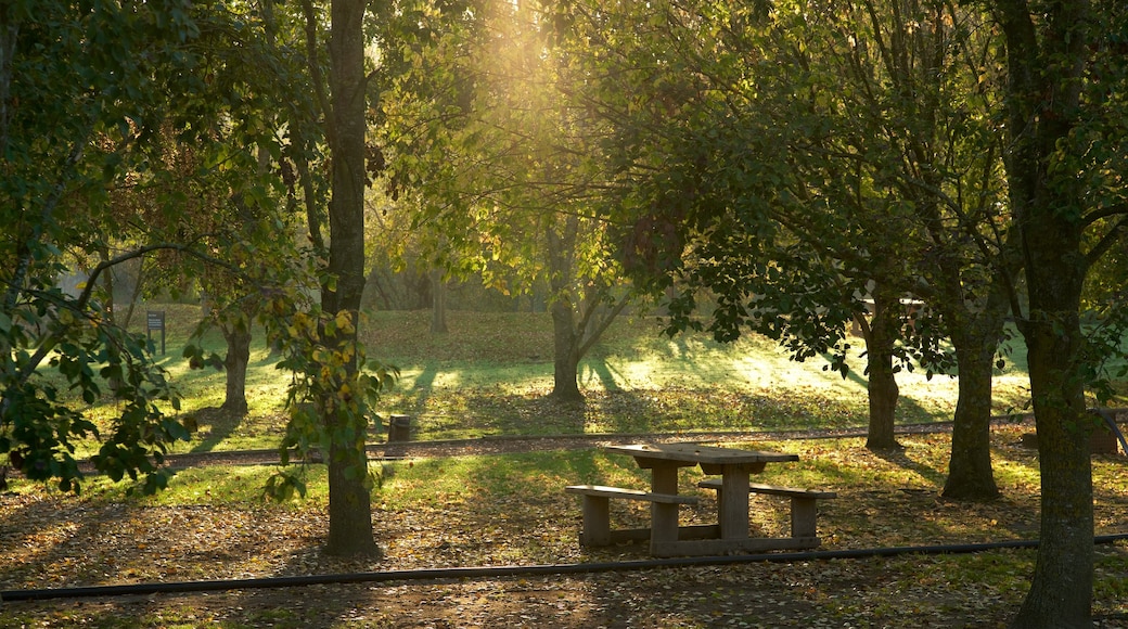 Finca vinícola de Spier ofreciendo escenas forestales