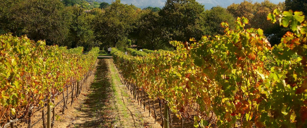 Groot Constantia Winery