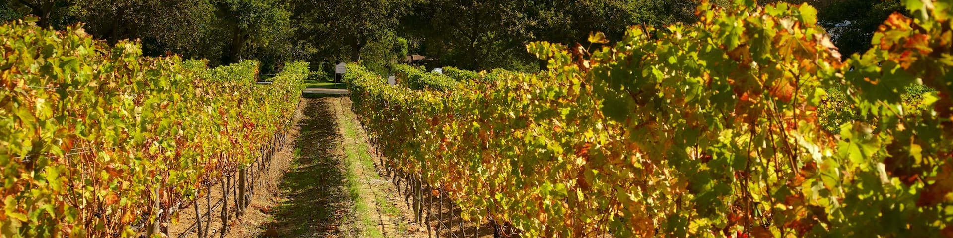 Groot Constantia Winery