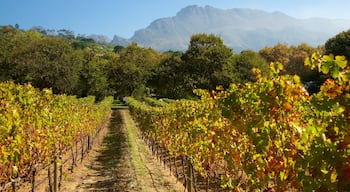 Cantine Groot Constantia